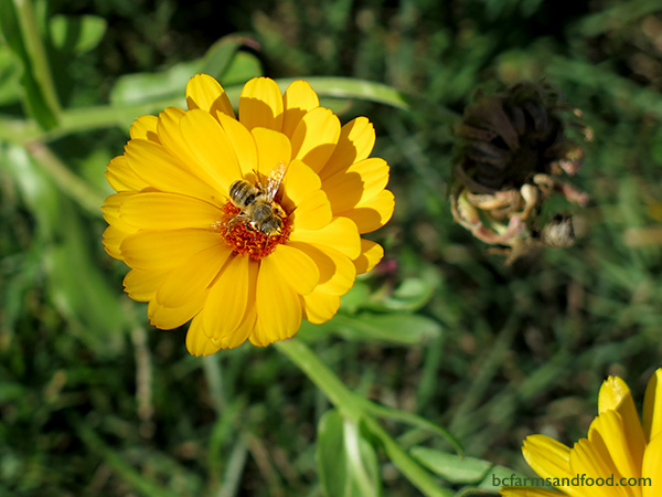Bright yellow calendula flowers. Plants that help bees through the winter.