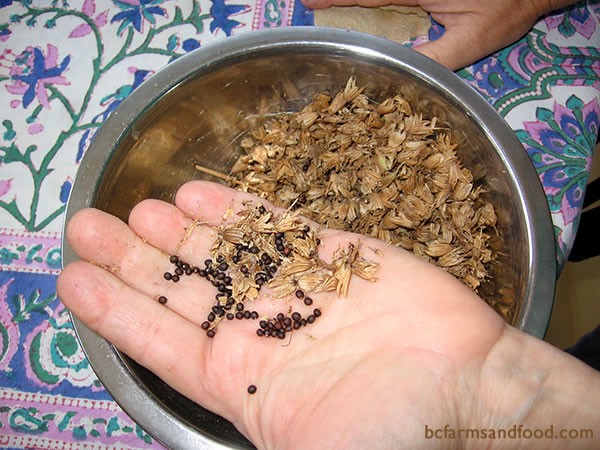 Sage seeds that have been harvested and left to dry.