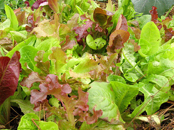 Lettuce thrives well into winter in a cold frame or hoop house. Choose cold-hardy varieties such as Romaine or Cos, Buttercrunch or Bibb, and loose leaf lettuces.  Harvest as baby greens for crisp, mild salads. Grows slowly in low winter light.