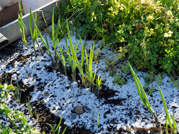 Scallions are Spanish onions that due to low winter light do not form a bulb during cold weather. Protect with mulch and pull them fresh throughout the winter.