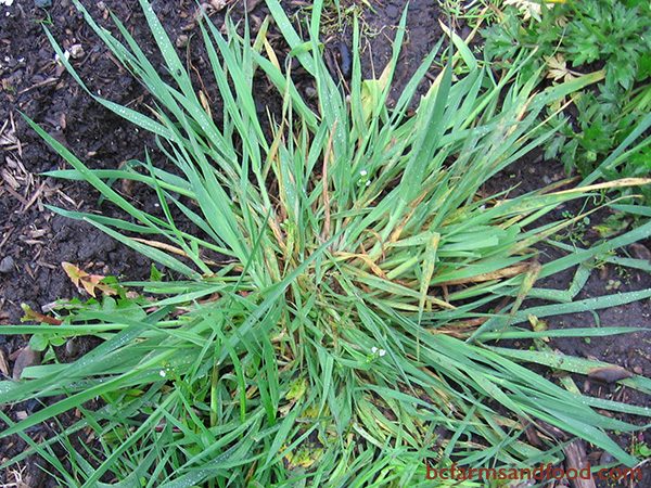 Quack Grass indicates heavy clay or crusty soil with poor drainage. Quack Grass has a net-like root system that helps control erosion on steep banks. Quack Grass accumulates potassium, silicon and other minerals. 