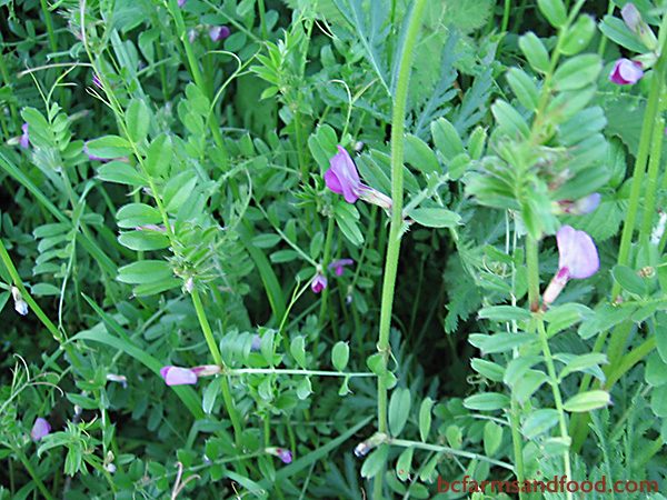 Vetch indicates poor fertility soil, low in nitrogen. A member of the pea family, vetch obtains nitrogen from the air and fixes it into the soil when tilled under. Vetch accumulates phosphorus, potassium, and other minerals, which can enrich the soil when composted.