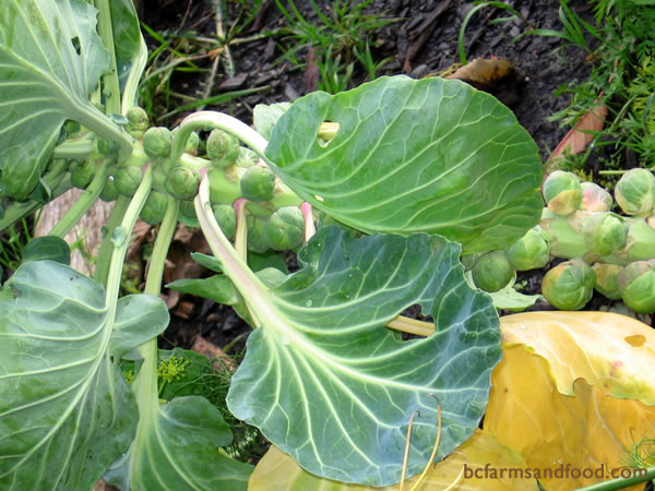 Brussels sprouts are very hardy, and frost makes them sweeter. If you plant in June, they are ready to eat by November or December. 