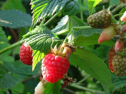 farm raspberries