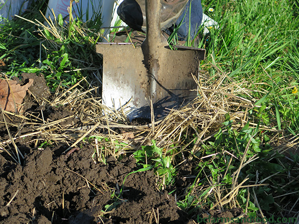Digging in to healthy soil. Tips for a sustainable year-round garden.