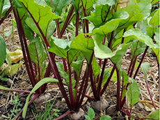  beet plants. Growing Your Own Garden Seeds.