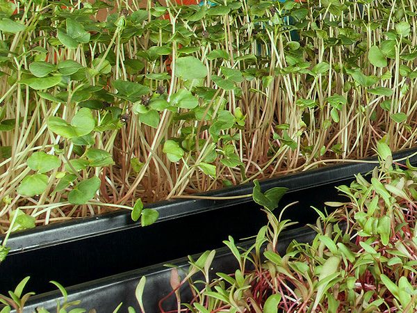 Microgreens, like sprouts, are tiny greens grown only until they open their first true leaves. These fresh greens bring an intense flavour and colour to salads and sandwiches. Microgreens grow from seeds such as arugula, broccoli, beets, cabbage chard, kale, basil, cilantro, radish, and mustard. Grow them indoors or look for microgreen farmers in your area.