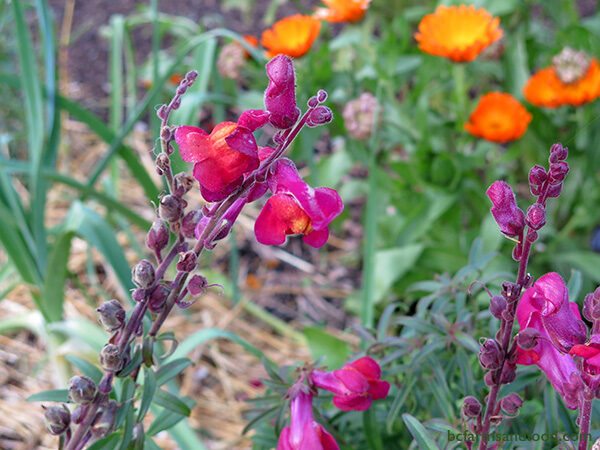 Snapdragons are usually grown as annuals, but can overwinter in mild winters. The lovely bright coloured flowers bloom in cool weather, spring or fall, and continue into November. Snapdragon is an attractive pollinator flower for bumblebees.