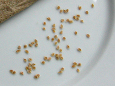 tomato seeds. Growing Your Own Garden Seeds.