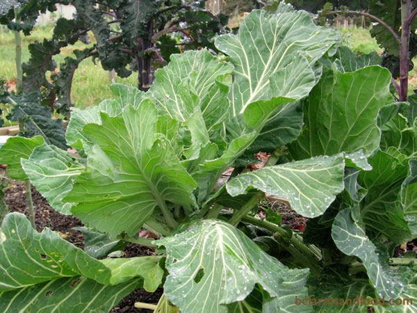 Collards are hardy and survive all winter in a coastal marine climate. The large leaves make good wraps.