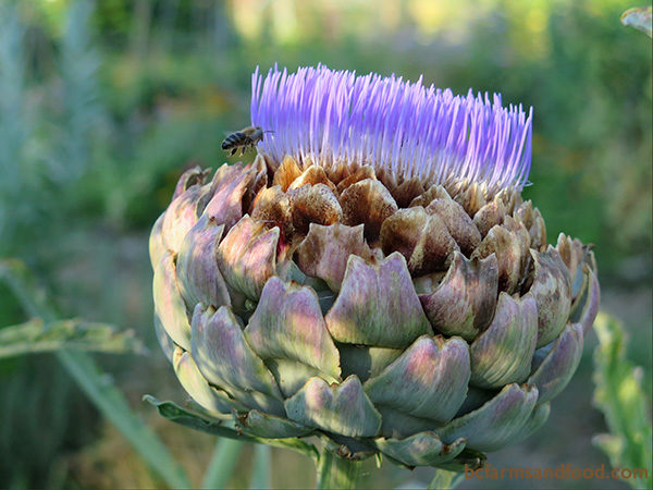 Prickly plants like globe thistle, globe artichoke (above), and cardoon resist deer and are tremendous attractors of bees, when in flower. Deer also usually avoid plants with thick, leathery or spiky textures.