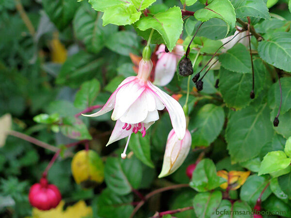 Hardy fuchsia blossoms provide a good source of nectar into the fall. The attractive hanging flowers supply food for bumblebees and hummingbirds. Hardy fuchsias bloom throughout the summer until November and the winter frost.