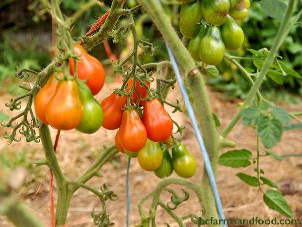 Pear-shaped heirloom tomatoes. Tips for a sustainable year-round garden.