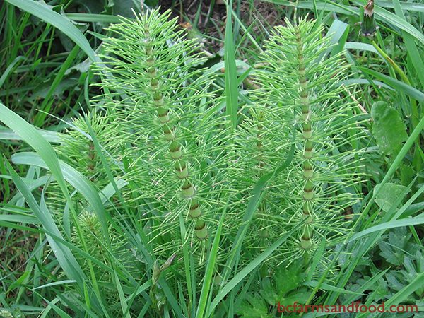 Horsetail indicates light, sandy, slightly acidic soil, and grows in moist conditions. Horsetail accumulates silicon, calcium, magnesium, and iron, which it releases back into the soil as it decomposes.