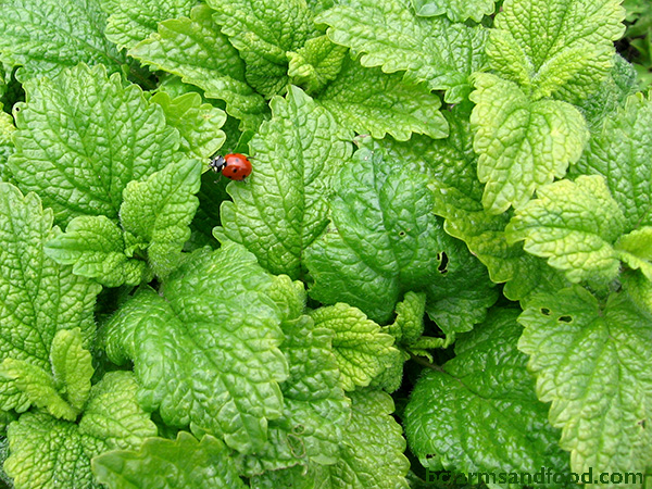 A ladybug crawls on a mint plant. Natural pest control. Tips for a sustainable year-round garden.