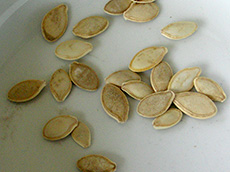 zucchini seeds. Growing Your Own Garden Seeds.