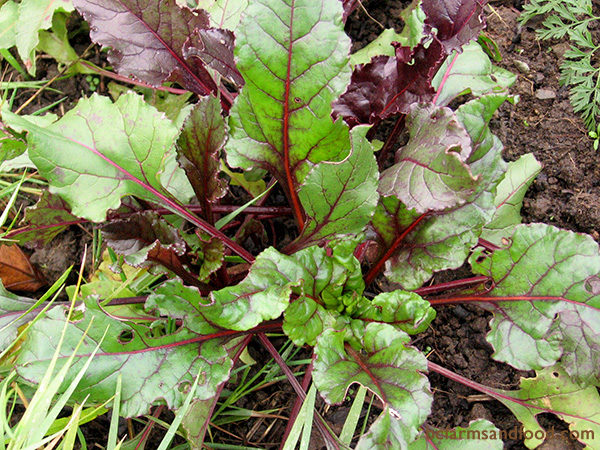 Baby Beet Greens, the leaves of immature beet roots, like cool temperatures and tolerate light frost. Clip only a couple of leaves from each plant to allow the root to continue to grow. These tender, slightly bitter greens add vibrant colour to salads.