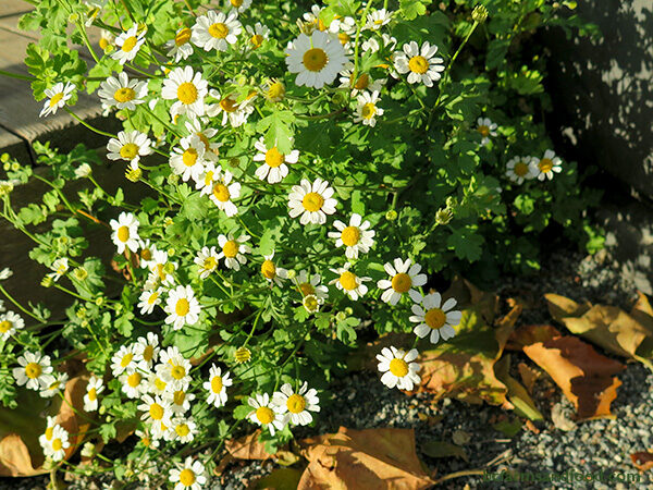 Chamomile is an annual that grows well into the cold season. The clustered daisy-like small white and yellow flowers, commonly used for tea,  are fragrant attractors for pollinators and other beneficial insects. Chamomile blooms from June to November. Self-seeding. 