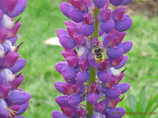 Blue, violet, white, and yellow flowers, such as salvia, lupine (above), alyssum, and zinnias are attractive to bees. Bees cannot see the colour red. They look for shallow or tubular plants with a landing platform.