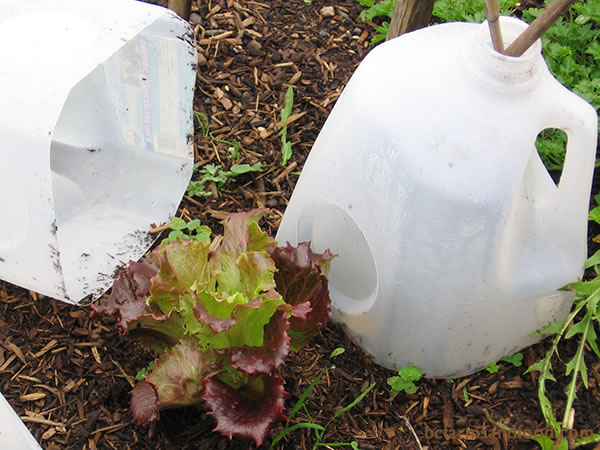 Traditional cloches are bell-shaped glass covers placed over individual plants to protect them. Translucent plastic 4-liter milk jugs with the bottoms cut out will serve the purpose. By removing the cap, air can circulate in the cloche, while still providing warmth. A tall stick through the opening helps to anchor the cloche.