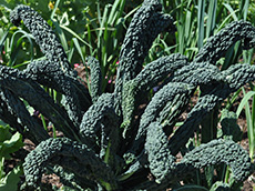 A Lacinato kale plant. Growing Your Own Garden Seeds.