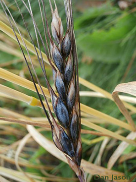 Blue Tinge Ethiopian Emmer wheat. Bringing Back Ancient Grains and Seeds.