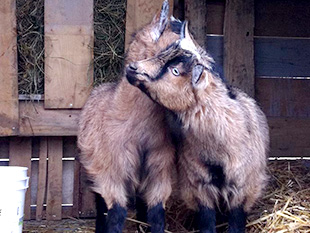 Twin goats