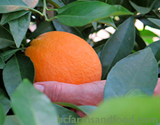 A ripe orange on the tree. A Low-Carbon Citrus Greenhouse in Canada.
