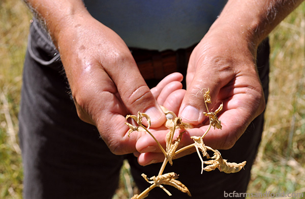 Two hands opening a sun-dried pod with pea seeds. Plant a seed-saving garden.