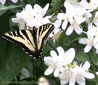 A yellow and black western tiger swallowtail butterfly lands on the beautiful white flowers of a mock orange. Native plants bring valuable benefits to farms.