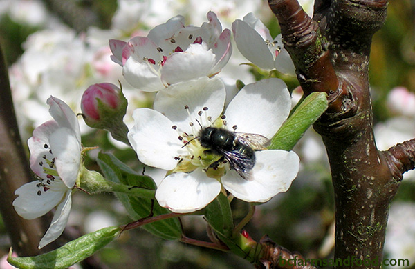 Mason bee on a pear blossom. Plant a Bee Attracting Garden.