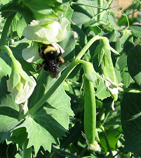 A native bumblebee pollinates pea blossoms. Native plants bring valuable benefits to farms.