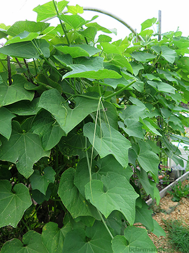 Chayote squash vines on a trellis. Chayote Squash: A New Staple Crop for Northern Gardens?