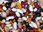 A colorful mix of heritage dry beans