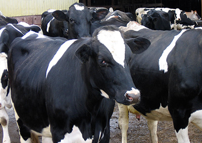 Oregano added to feed can reduce methane emissions in dairy cows such as these.