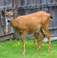 The Deer Resistant Food Garden