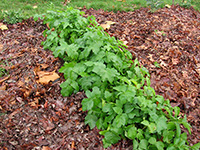 leaf mulch warms the garden soil