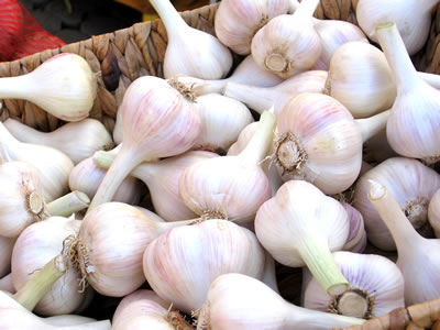 farm garlic