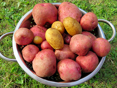 A colander full of red and yellow potatoes. Best Ways to Cook Potatoes. A Guide to How to Cook Different Varieties of Potatoes.
