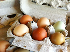 A carton of brown, olive and cream-colored eggs.