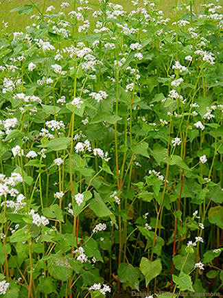 Flowering buckwheat plants. Eating buckwheat may help us live longer.