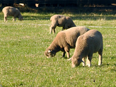 farm lambs