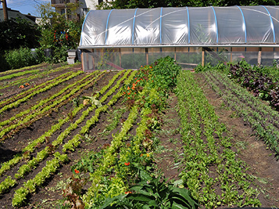 Mason Street Farm