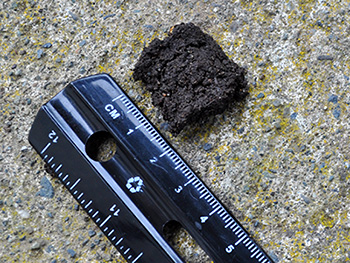 A piece of soil that has been pressed into a ribbon next to a ruler - Three Simple Ways to Test Your Soil