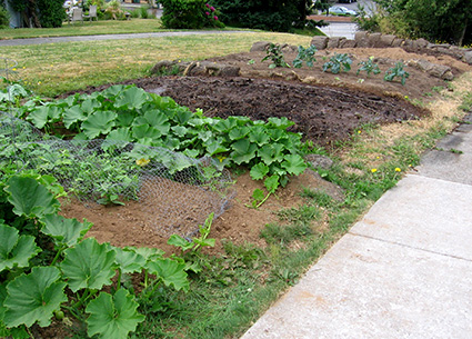 A vegetable garden grows on a city plot between two sidewalks