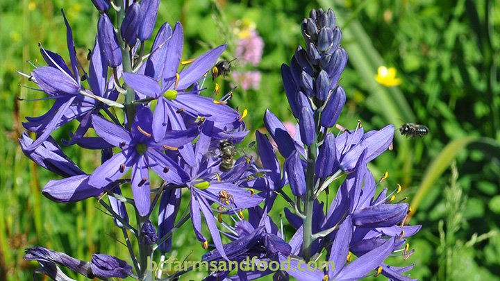 Native Plants Bring Valuable Benefits to Farms - BC Farms & Food