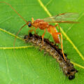 A parasitic wasp attacks a gypsy moth caterpillar. Plants that attract beneficial insects.