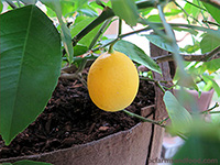 Growing a Patio Lemon Tree in Winter