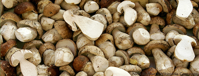 Porcini mushrooms may slow aging.