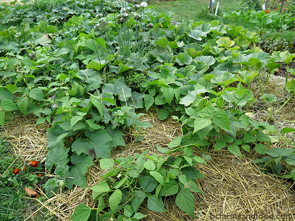 Straw mulch around bean plants. Protect your Garden from Heat, Cold, Wind and Rain.